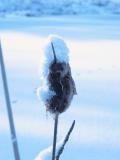 Closer look at Cattail