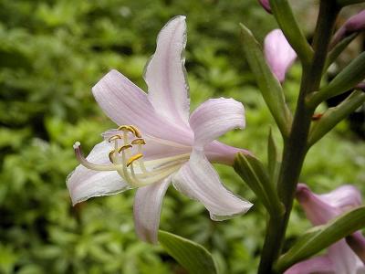 Hosta Bloom.jpg