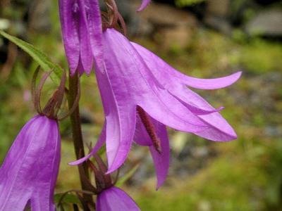 Ladybells Adenophora.jpg