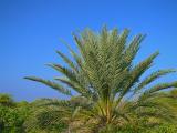 Palm Tree