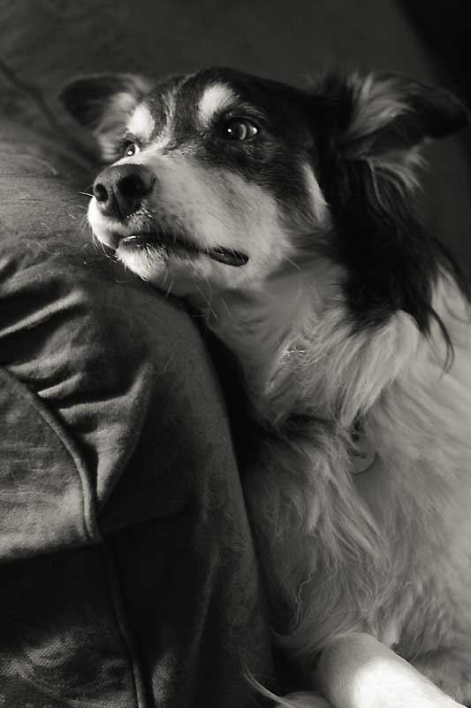 Jan 10: Archie gets the blues