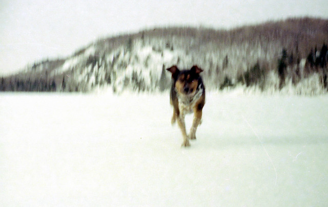 Viens mon bon chien