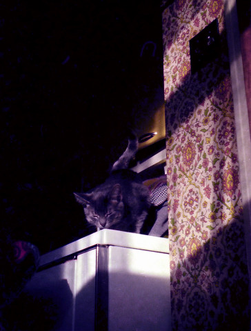 Cachou sur la secheuse