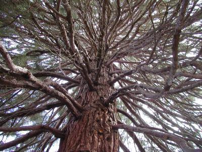 sequoia