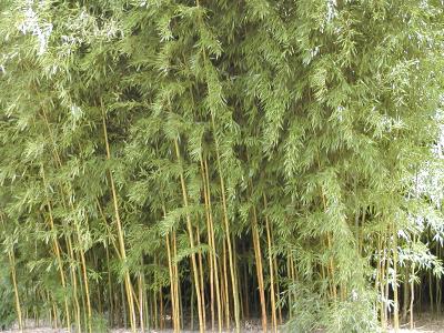 bamboo