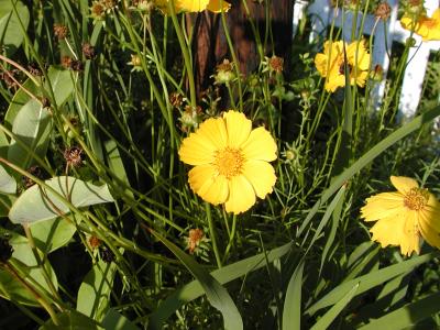 yellow.JPG