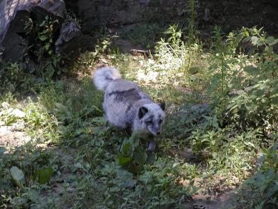 artic fox.JPG