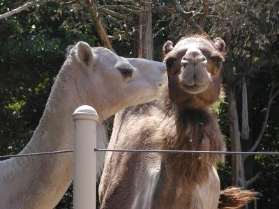 kissin' camels.JPG