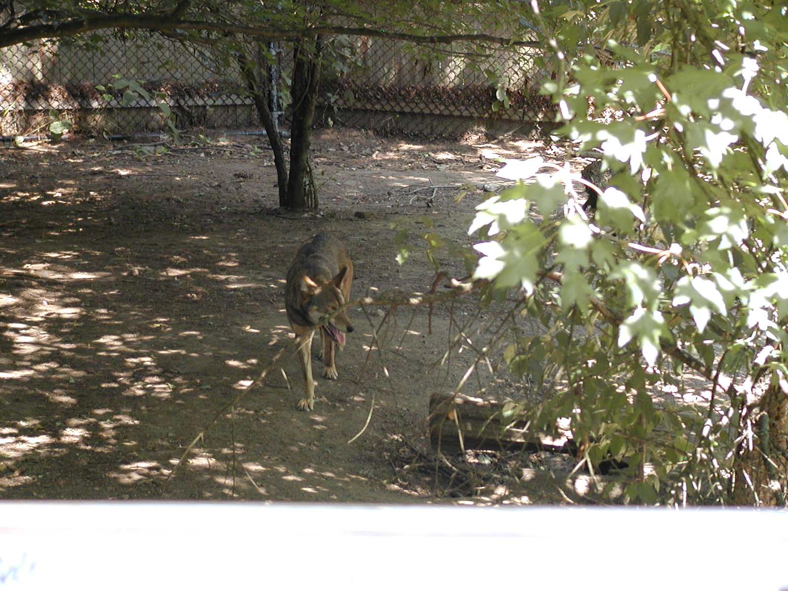 red wolf.JPG