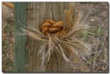 Knot