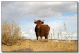 Cow 2