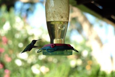 4000sec hummingbird