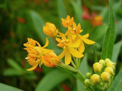 butterfly weed yellow