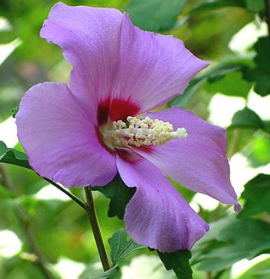 rose of sharon