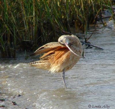 long-billed curlew preen