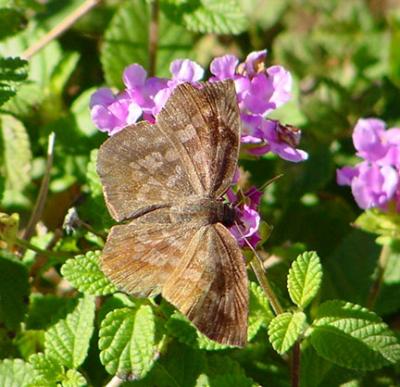 sickle winged female