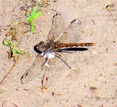 variegated meadowhawk male