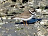 plover semipalmated