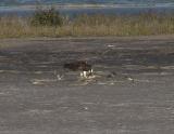 osprey turnstones