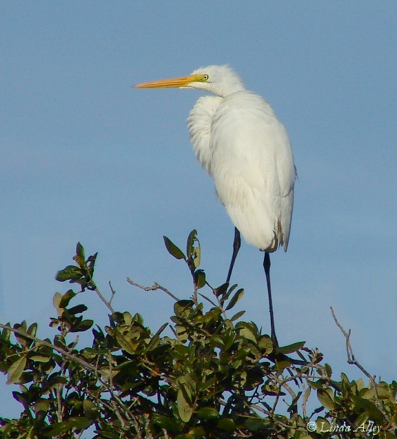 great egret juvenile