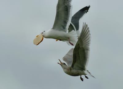 gull_feed04_3161.jpg