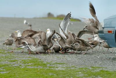 gull_feed05_3165.jpg