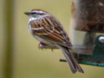 Chipping Sparrow