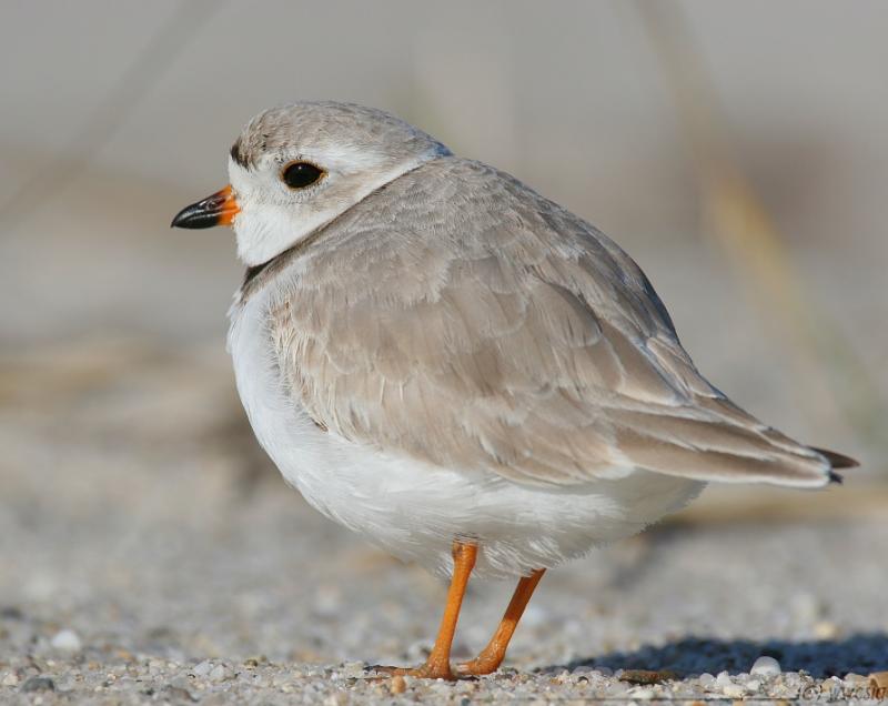 Piping Plover <i>Charadrius Melodus</i>