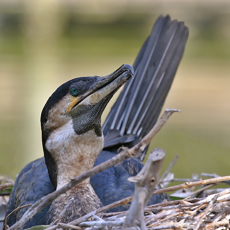 Cormorant (breeding)