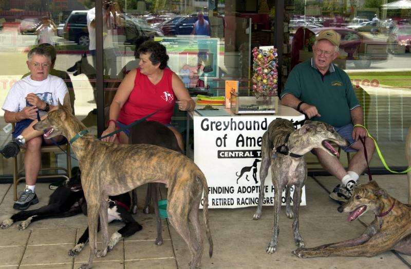 Greyhound meet and greet in Hancock