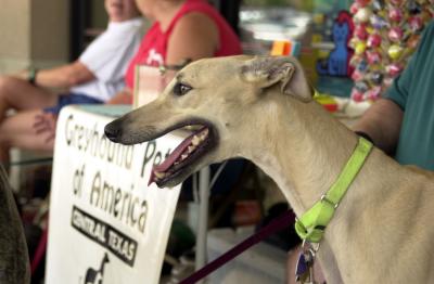 Greyhound meet and greet in Hancock