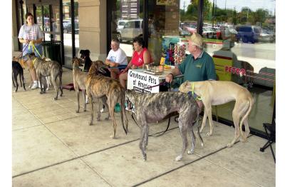 Greyhound meet and greet in Hancock