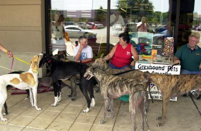 Greyhound meet and greet in Hancock