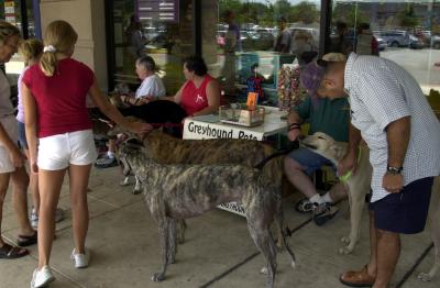 Greyhound meet and greet in Hancock