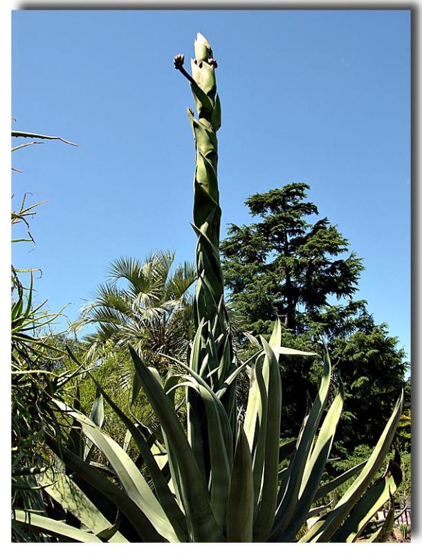 Aloe Vera Century plant - 65 years old, will die once it blooms