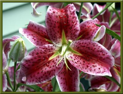 Helens Lily