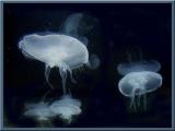 Jelly Fish Passing in the Night