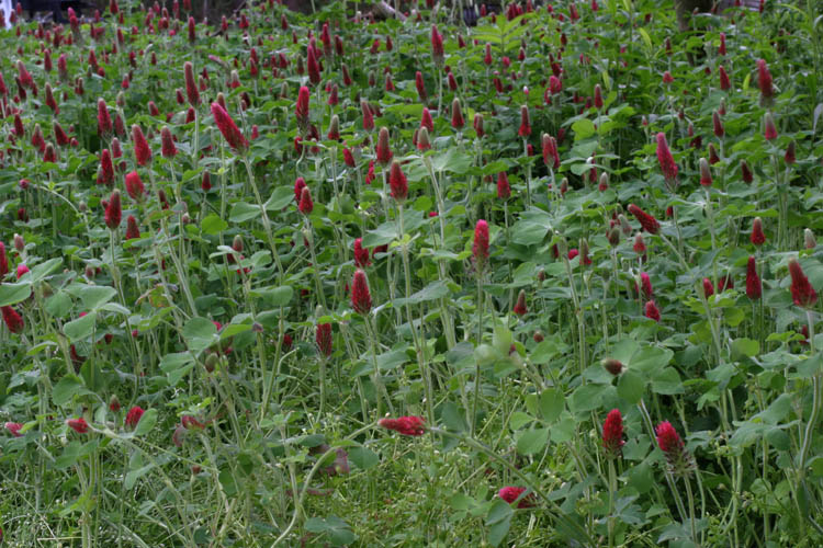 clover forrest.jpg