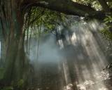 rainforest_DSC_3747web.jpg