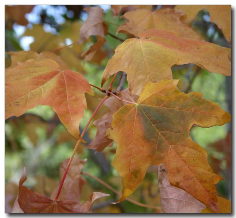 Liquidamber leaves turning