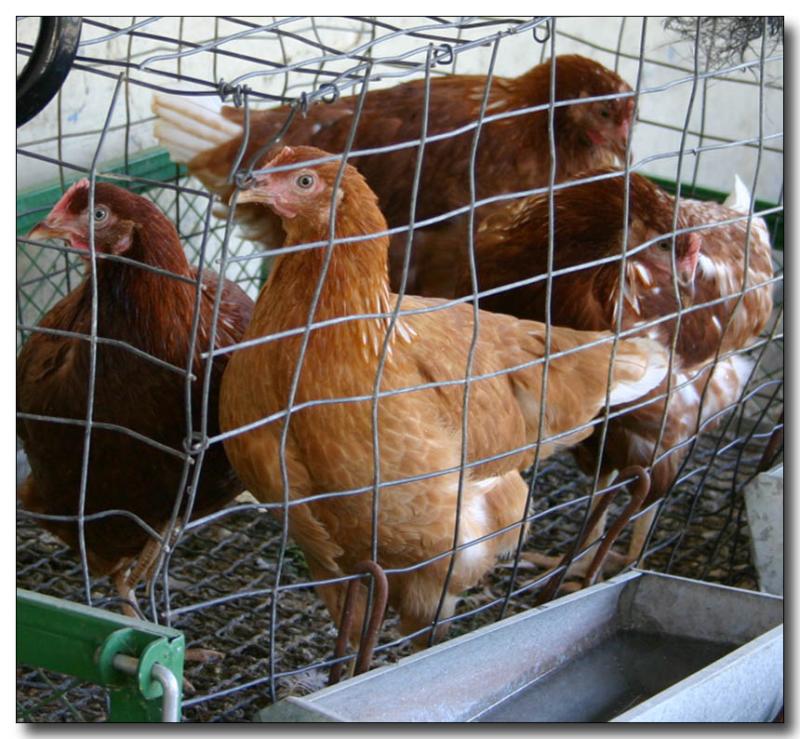 Chooks for sale