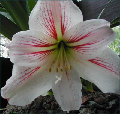 Hippeastrum