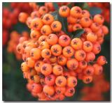 Cotoneaster berries