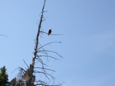 Look closely for the bald eagle.  Expand image for details.