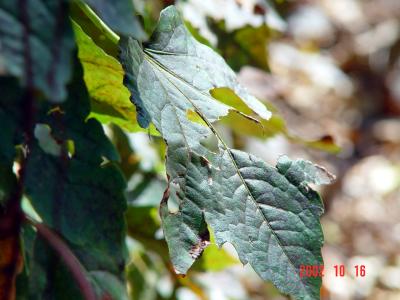 Rotting Leaves