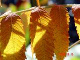 Orange Leaves