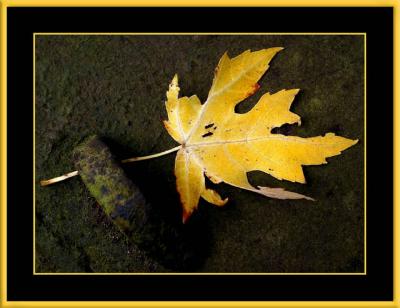 Colors in Autumn