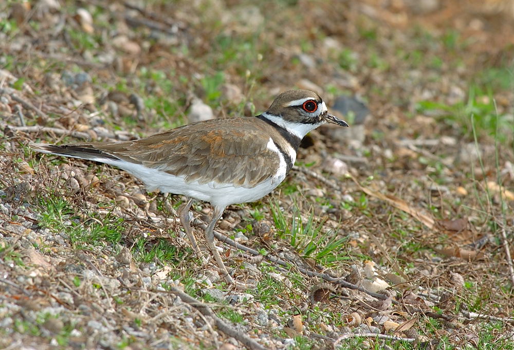 DSC_3223 copy.jpg