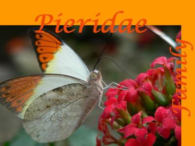 Pieridae Family of Butterfly Galleries