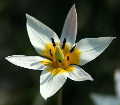 Iris, bucharica (Forster) Iridaceae